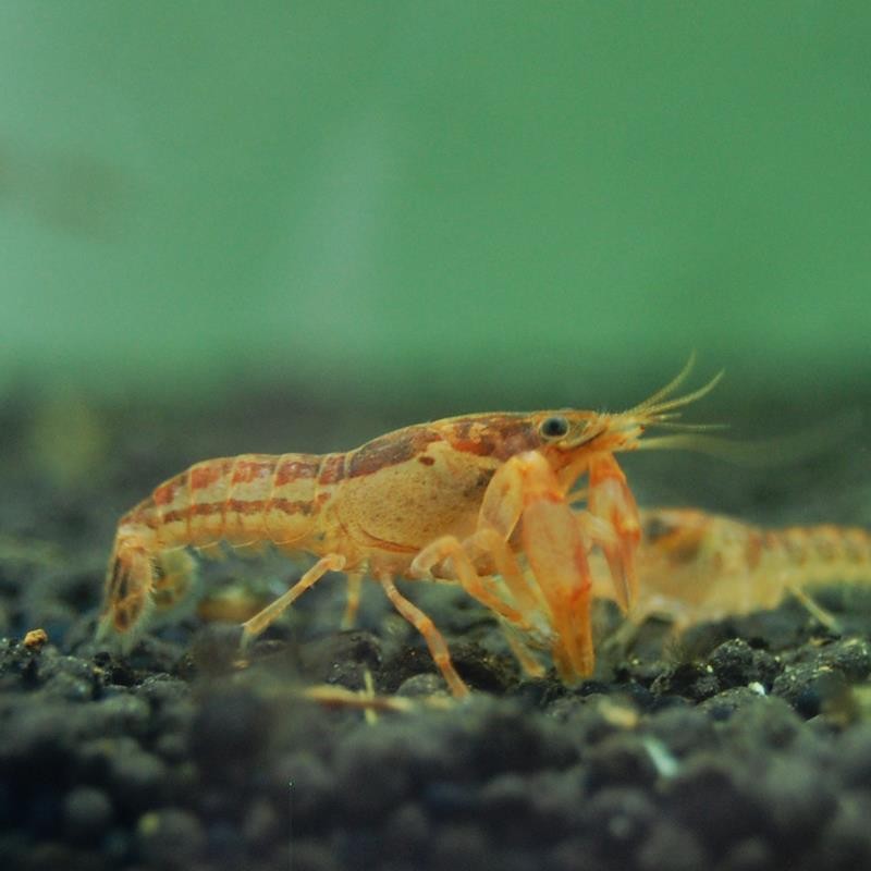 观赏虾活体水族鳌虾迷你鳌虾特萨努侏儒虾小型虾不吃水草侏儒橘鳌虾