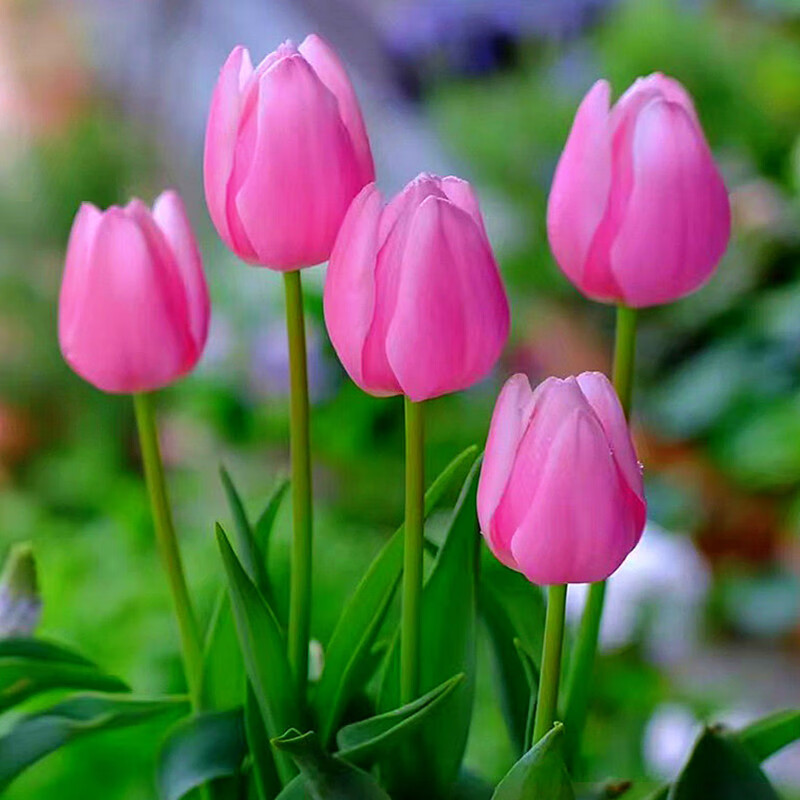 【f1号粉色郁金香6个球】 花肥  11-12cm