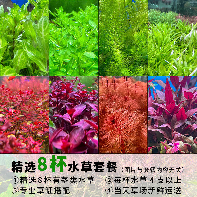 墨之瑶鱼缸懒人水草植物活体淡水有茎草缸造景水族箱中后景沉木水草