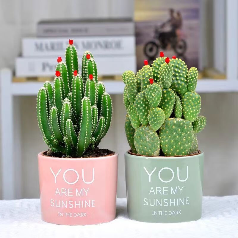 绿植花卉室内教师节桌面好养吸甲醛 聚财山 招财掌 粉绿颜色陶瓷盆 含