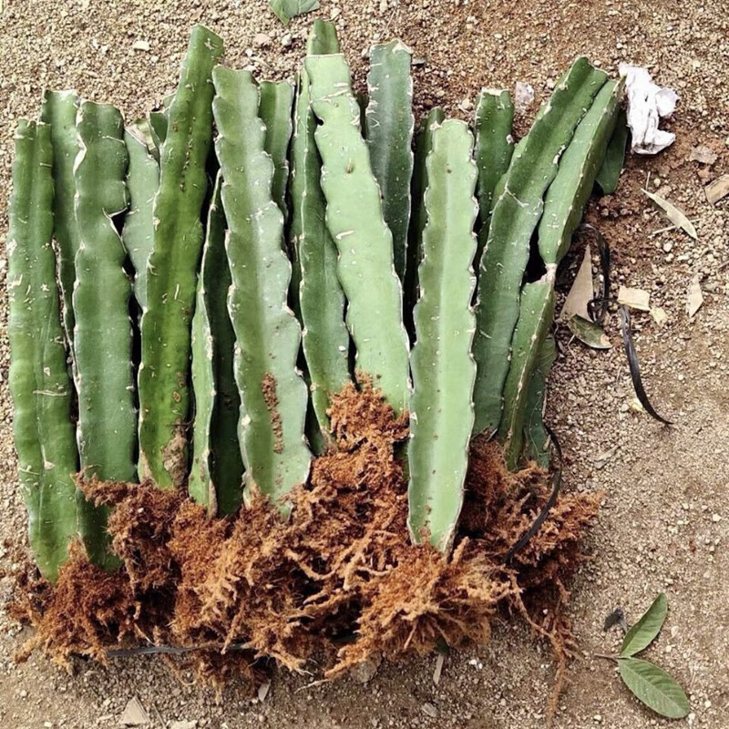 拾爱燕窝火龙果嫁接苗麒麟黄皮苗无刺黄龙火龙果苗当年结果盆栽果树苗