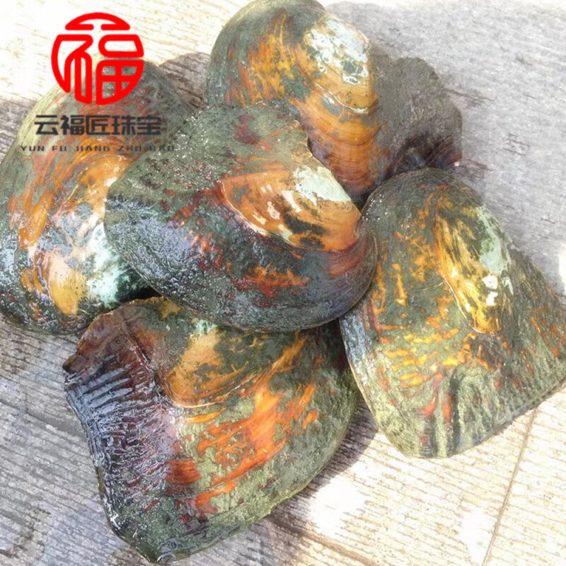 云福匠珍珠蚌活蚌自己开蚌壳淡水河蚌天l然珍珠盲盒 体验蚌1个(多珠)