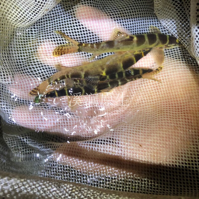 原生鱼 薄鳅 壮体沙鳅 花鳅 中华刺鳅 工具鱼洗砂机 观赏鱼冷水鱼 叉
