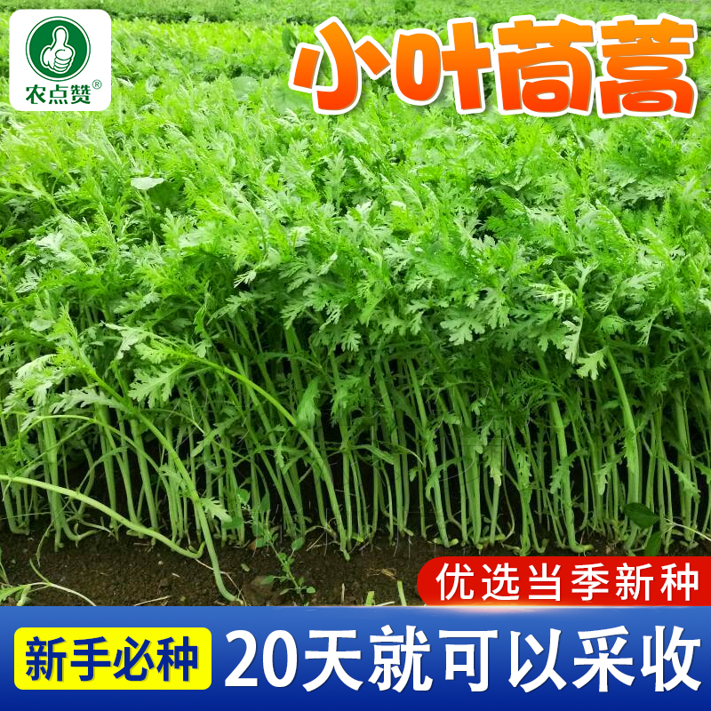 四季菜种子盆栽种子蔬菜种子菜籽种子 小叶茼蒿/生长快速/10克×2袋