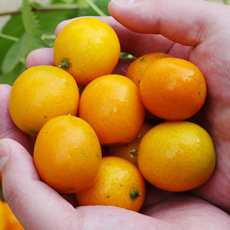 皓谦金桔水果新鲜4斤应当季广西融安滑脆皮小金桔金橘子麻皮青 4斤