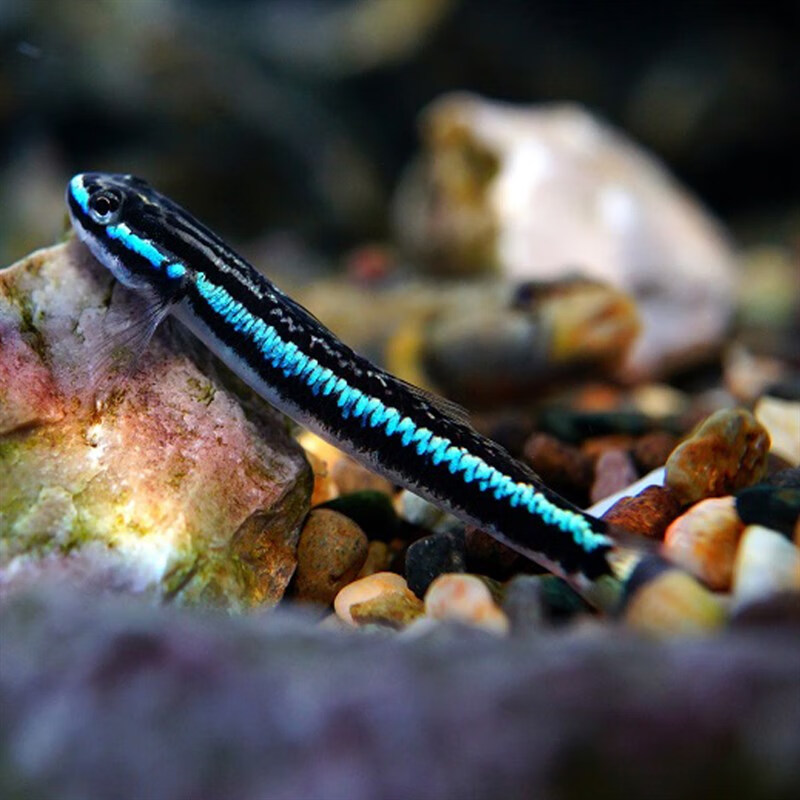 新宠之康【天冷可发 包活到手】 电光枝牙虾虎鱼 蓝面 温和淡水除藻鱼
