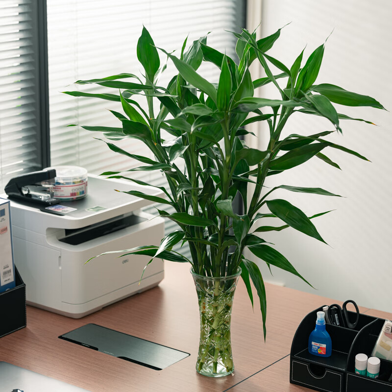 京东鲜花富贵竹30枝60cm水培绿植花卉盆栽办公室摆件竹子送生根粉不含