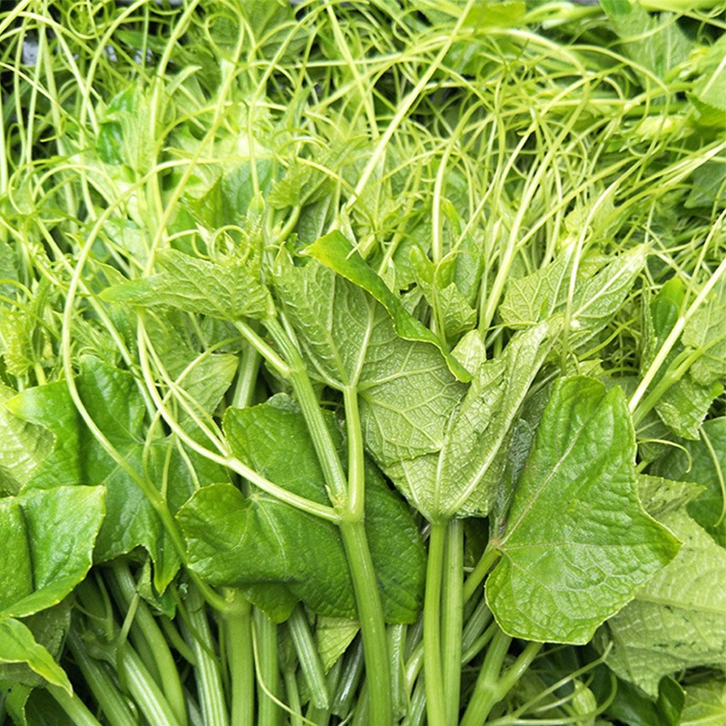 苗种子家庭阳台专吃藤茎嫩叶四季春季农家蔬菜孑 鲜嫩南瓜尖种子10克