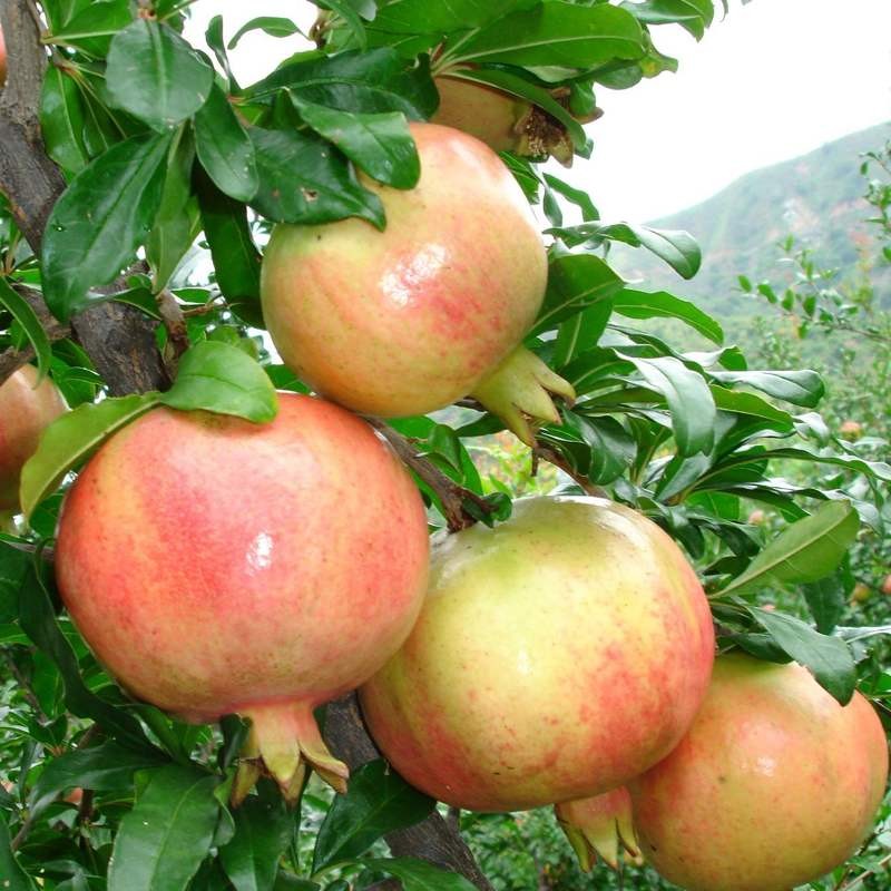 大青皮甜石榴苗 北方南方种植 软子甜石榴树苗 果树 新品种石榴苗 6年