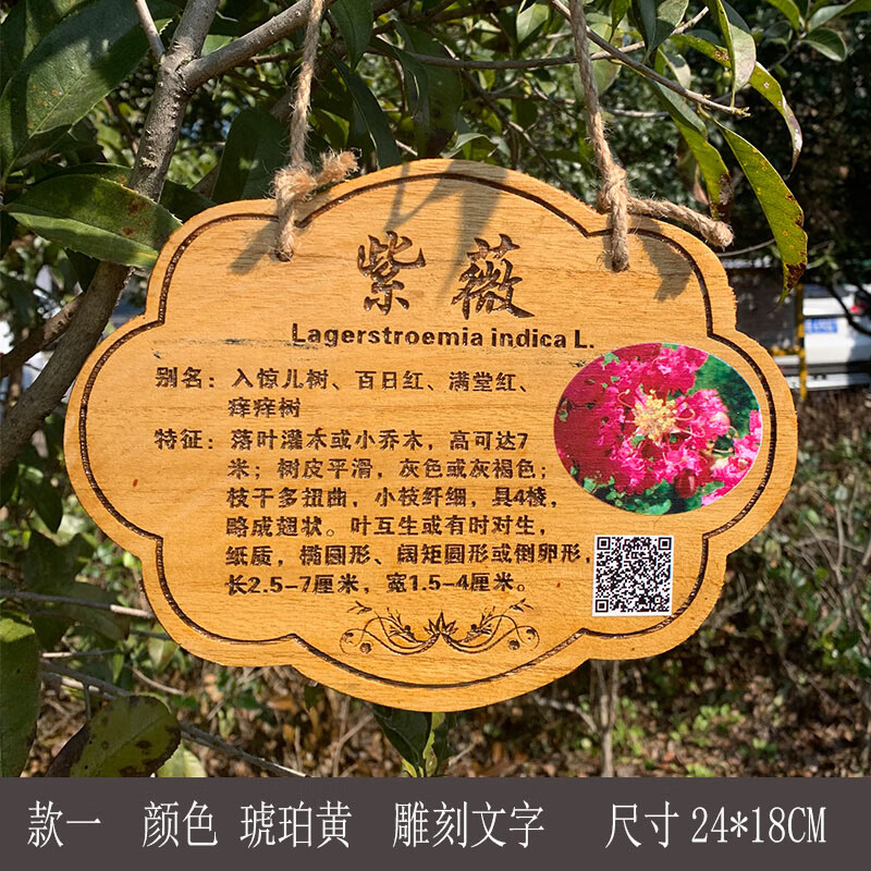 介绍牌植物品名吊牌幼儿园认养防腐标识牌定制 桐木树牌一(琥珀黄) 24
