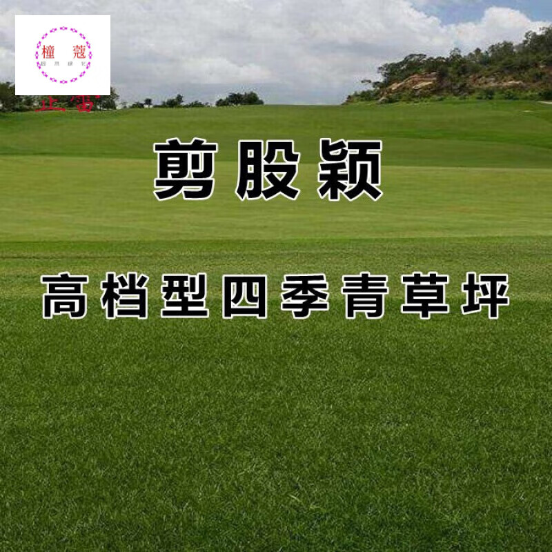 剪股颖种子 草坪草种子 高尔夫球场别墅庭院绿化草籽 普通剪股颖半斤