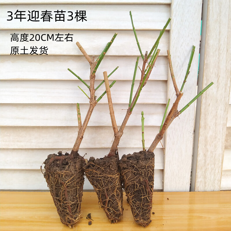 卉双迎春花树苗小盆景老桩盆栽花卉花苗开花原土发货绿植室内桌面阳台