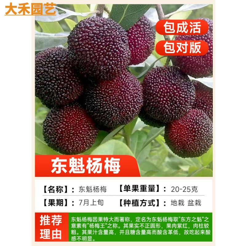 东魁杨梅树苗带土发货仙居东魁树南方嫁接水晶果树果苗早熟大黑炭 东