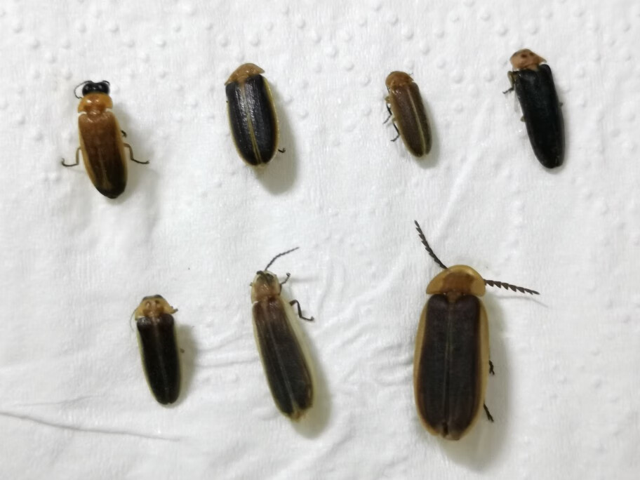 科普教具农林研究昆虫 萤火虫七种标本