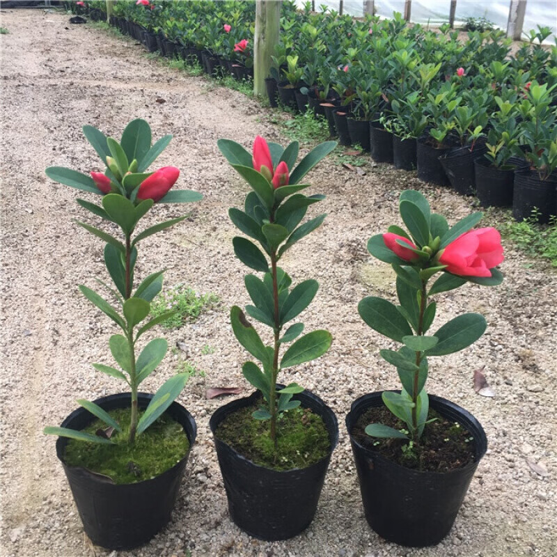 四季杜鹃茶花四季杜鹃红山茶花嫁接盆栽室内庭院绿植红山茶 m4 红山茶