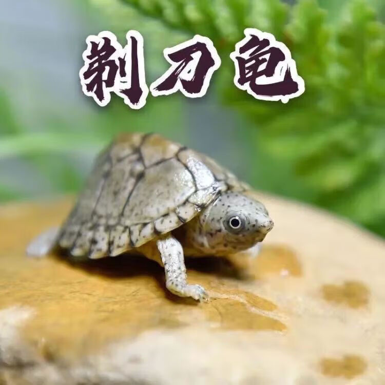 剃刀龟巨头蛋龟虎纹蛋龟红面蛋龟果核龟圆澳龟蛇颈龟玛塔龟木纹龟