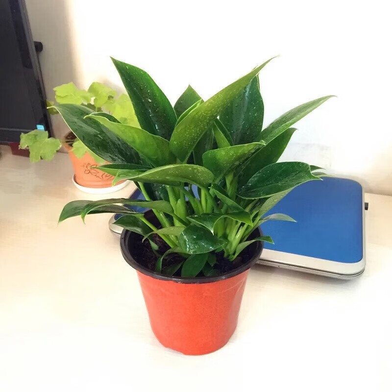 倾奢大叶金钻盆栽室内绿公主土培绿植四季常青好养植物 一盆3颗金钻