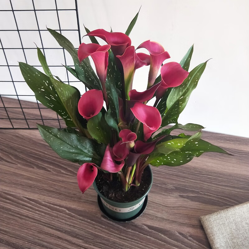 进口彩色马蹄莲盆栽开花室内阳台好养花卉带花多年生植物 酒红色 育苗