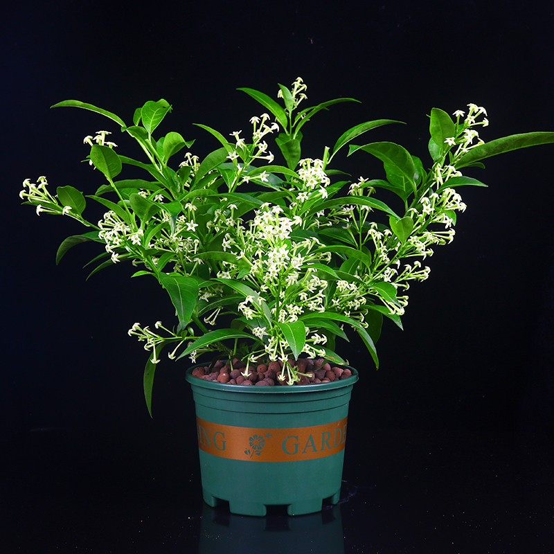 盆栽夜来香花树苗浓香型植物室内外阳台庭院四季开花 三年苗小苗 不含