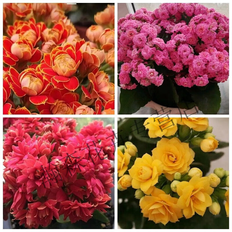 1-重瓣长寿花一盆(颜色品种随机安排 带盆栽好