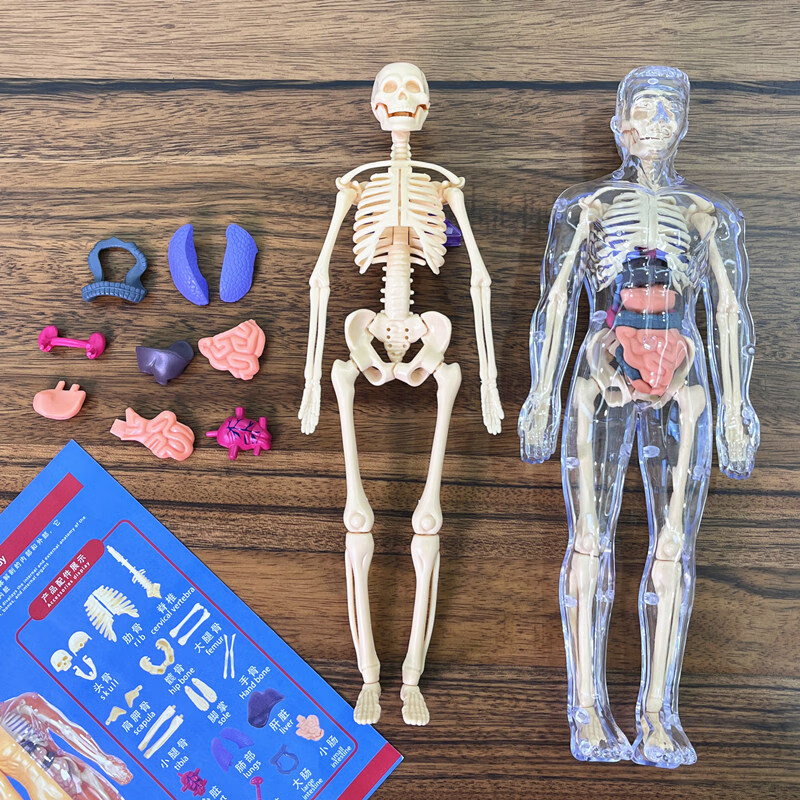 人体结构模型医学仿真生物人体结构模型器官骨骼可拆卸拼装生物解剖医学3d身体内脏儿童玩具 全透明28·cm全身模型身体+骨骼