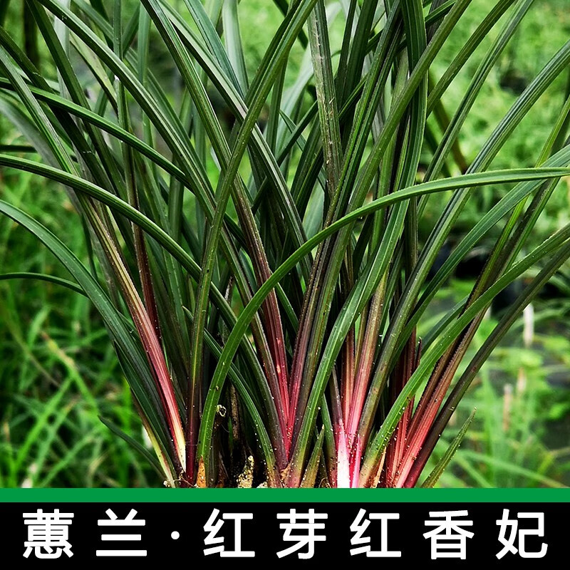 碧候兰园赌草兰花蕙兰红香妃兰花苗浓香型红草室内绿植盆景未训化生草