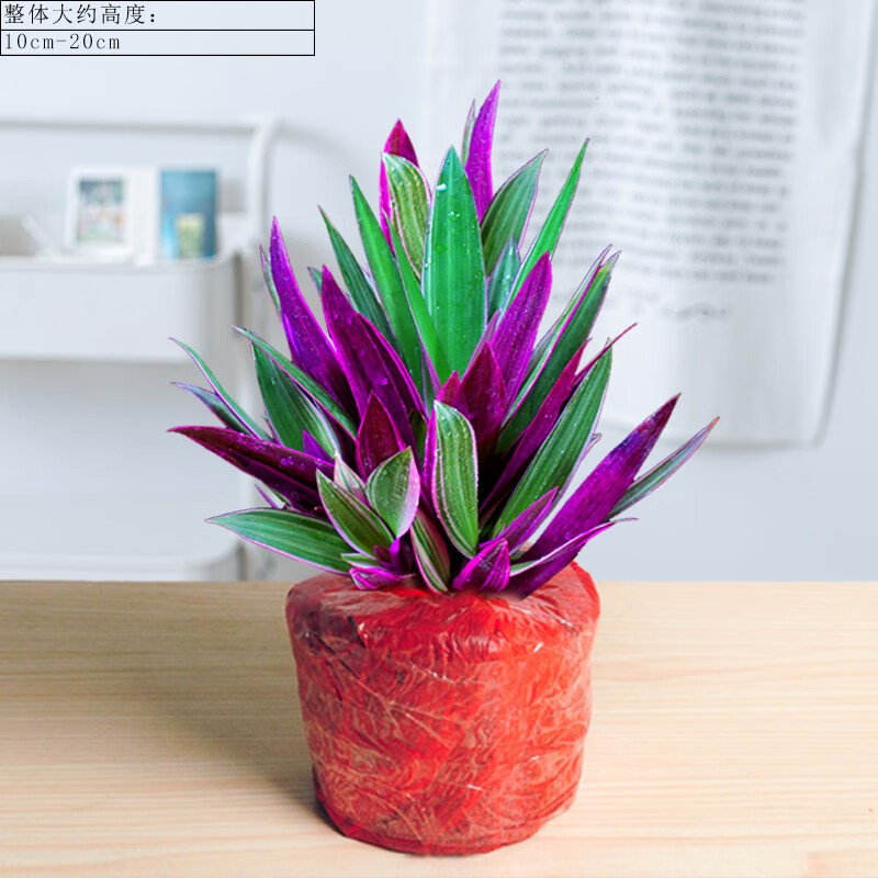 绿植花卉 紫露兰水培绿植物吊兰盆栽室内办公室桌面花卉油画婚礼四季