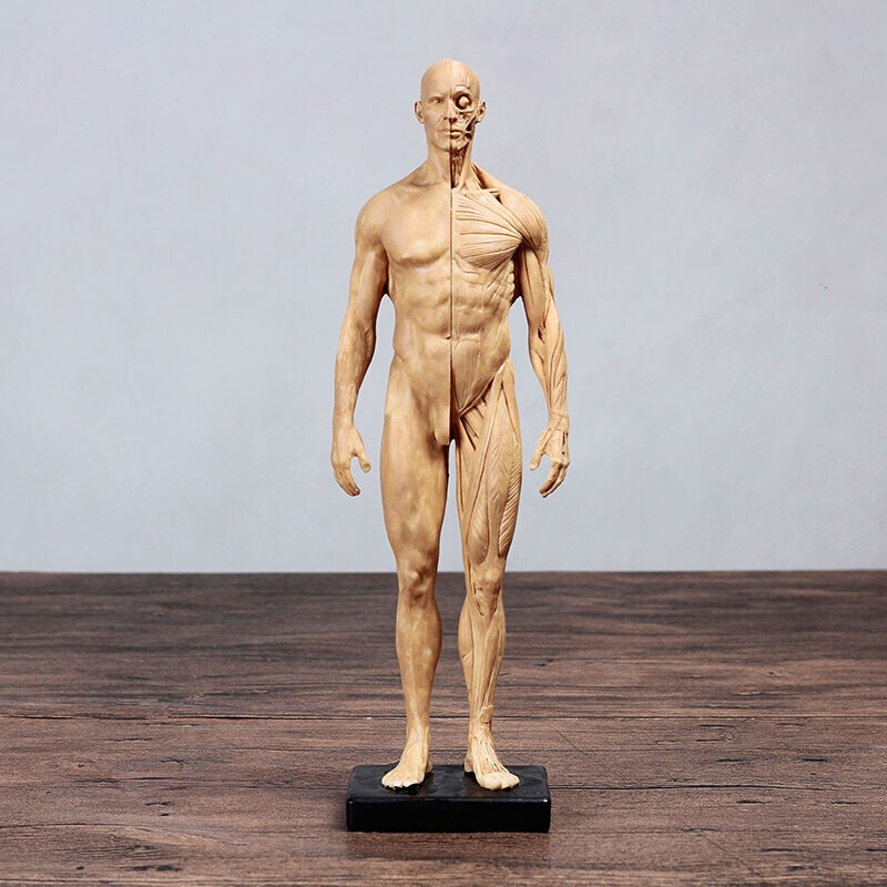 惠宜美人体肌肉模型 骨骼绘画CG参考标版解剖美术临摹雕塑仿真 人体模型 旦黄 男皮肤肌黄色