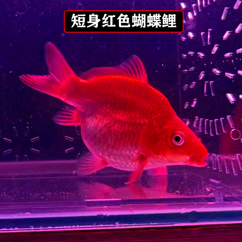 vieruodis 球体红色蝴蝶鲤火红鲤锦鲤冷水鱼贵妃鲤龙凤银龙淡水鱼观赏
