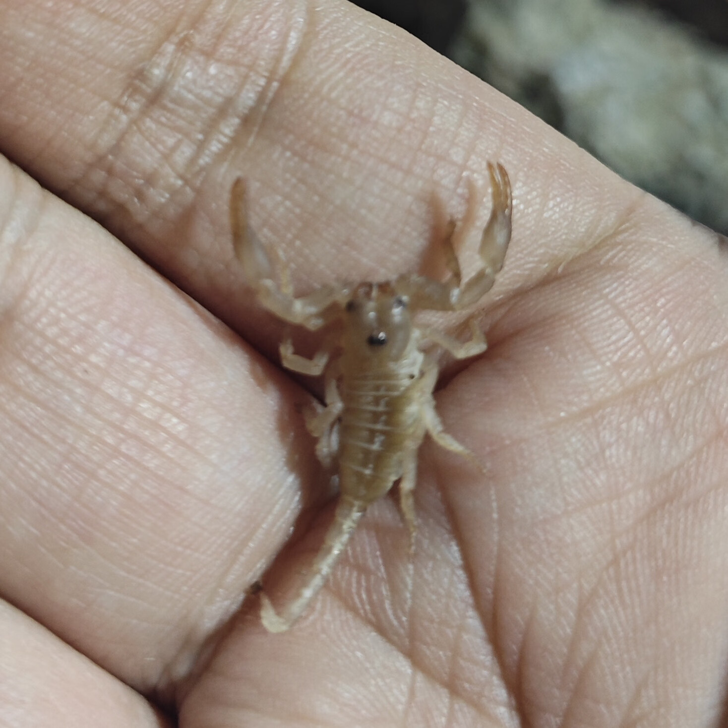 雨林蝎活体热带雨林蝎子无毒爬宠学生版网红昆虫宠物无毒健康包活 2cm