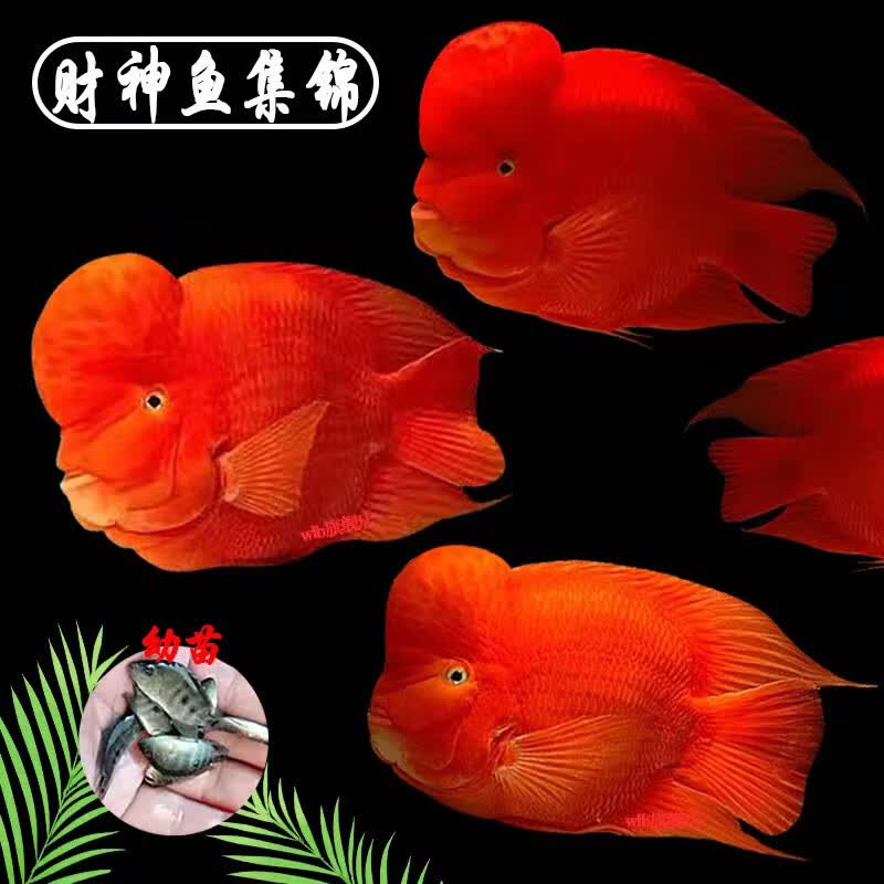 jypet高端红财神鱼活体大型热带观赏鱼爆头起头财神鱼 精挑微起头财神