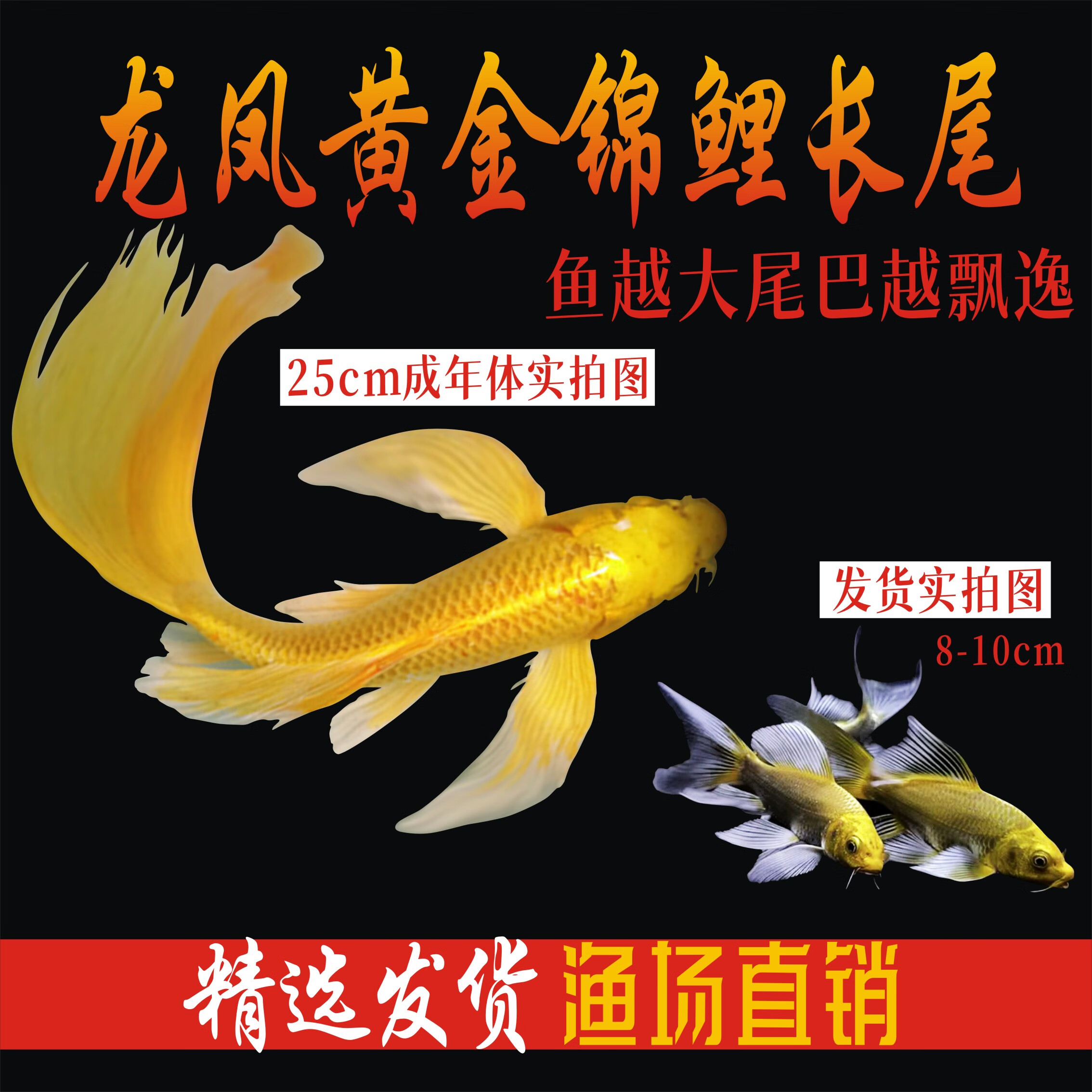 纯种黄金龙凤锦鲤长尾锦鲤活体观赏鱼黄金锦鲤风水鱼淡水冷水好养