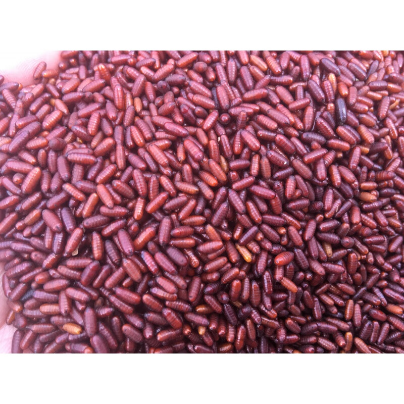 苍蝇蛹爬虫活食螳螂活食蜘蛛食物苍蝇种 家蝇蛹50克 个体大小似绿豆