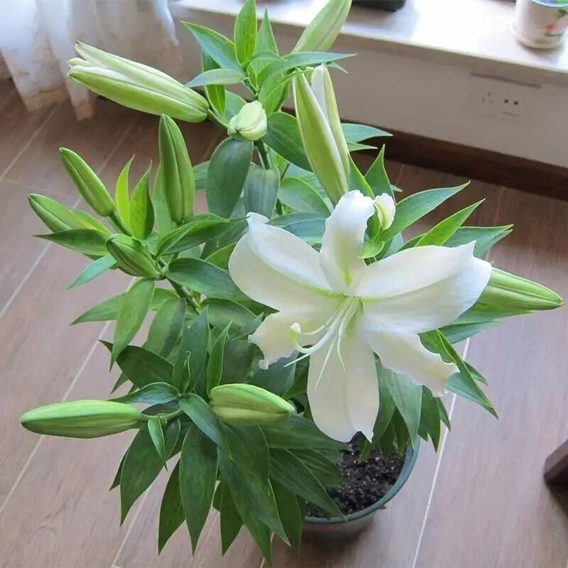 香水百合白色带花苞 不含盆