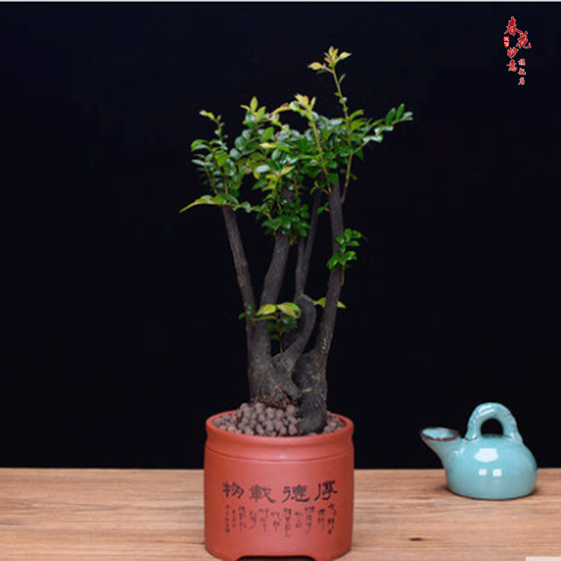 小叶紫檀盆景树黑骨茶室内阳台办公室绿植盆栽办公室桌面盆栽黑骨茶