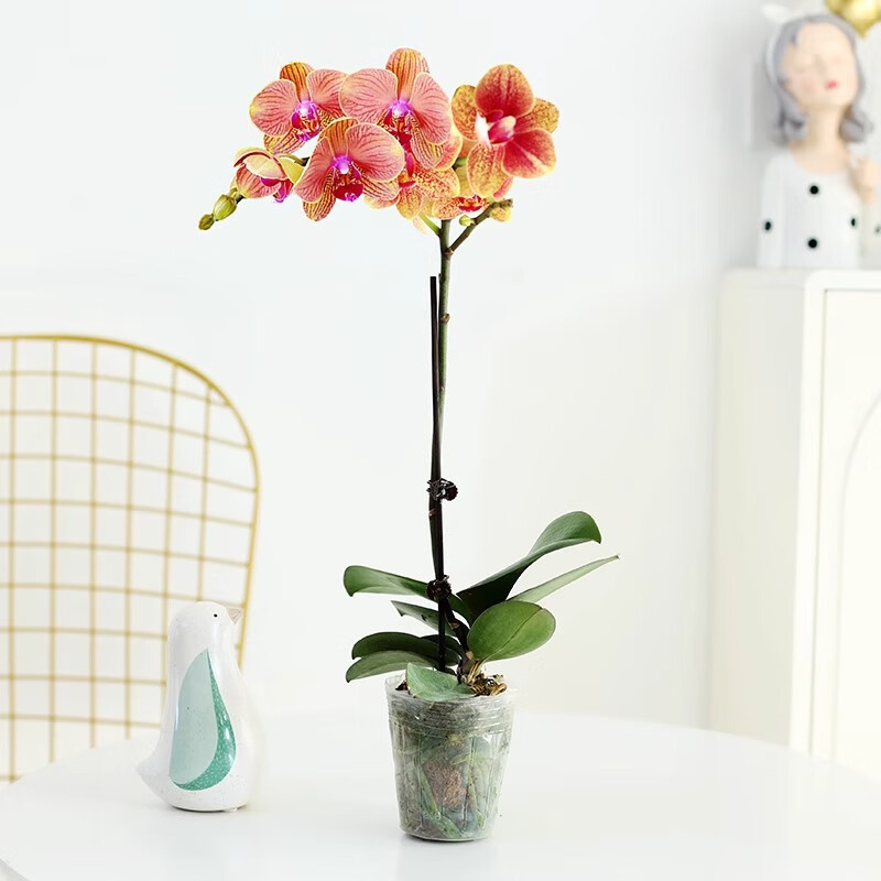 【金蝶】蝴蝶兰带花不含盆