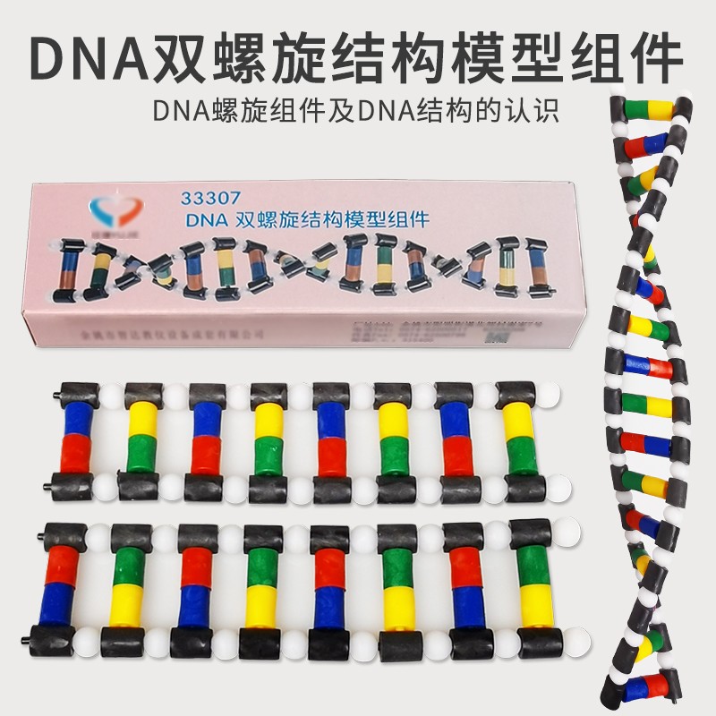 豫安宁 dna双螺旋结构模型拼接遗传基因diy初高中化学生物实验器材