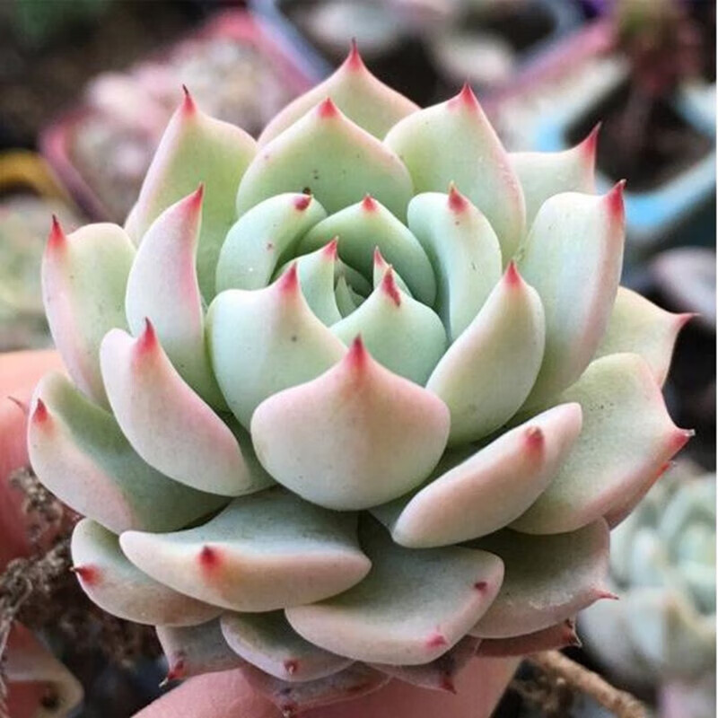 苑意轩多肉植物盆栽新手套餐肉肉植物办公室内迷你绿植花卉盆栽 红爪