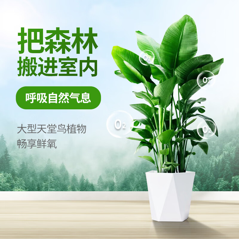 春天集天堂鸟室内绿植客厅大盆栽办公室大叶植物花卉散尾葵凤尾竹鹤望兰使用感如何?