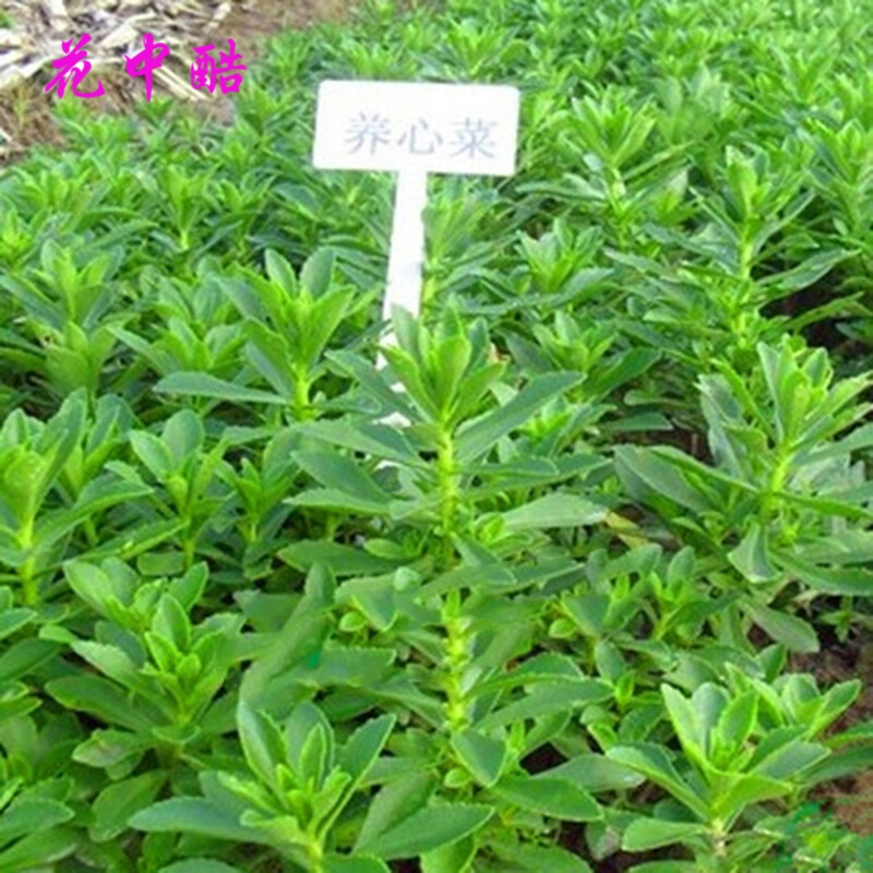 花草林木类历史价格查询工具|花草林木类价格走势图