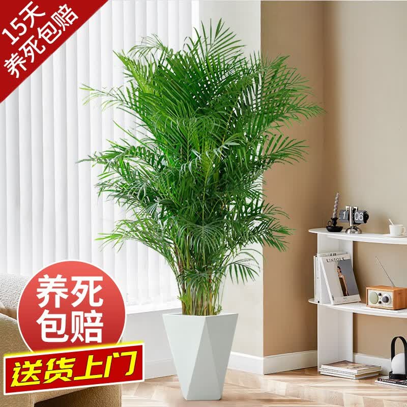 开时果 送货上门 散尾葵盆栽大型绿植吸甲醛植物富贵椰子办公室开业盆景 1.45米左右（菱形树脂盆）使用感如何?