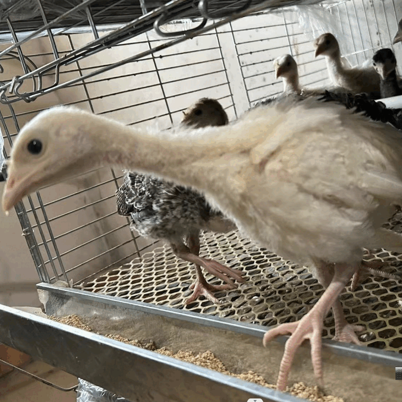 纳学【大种尼古拉】白火鸡 巨型700系火鸡苗大种火鸡活苗卖正品鸡苗