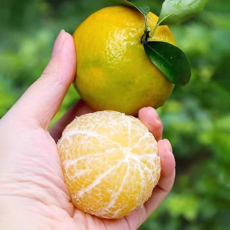 鲜宝道广西皇帝柑当季新鲜水果整箱 5斤中果50-60mm净重4.6斤