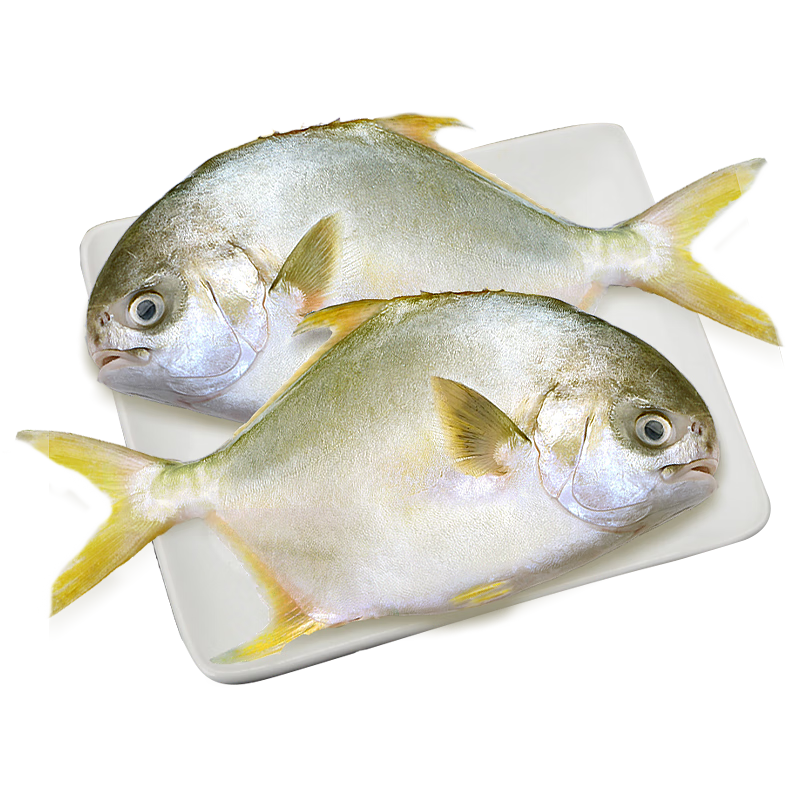 北海湾 金鲳鱼 新鲜海捕大鲳鱼海鲜平鱼冷冻扁鱼冰鲜大鲳鱼海鱼银鱼鱼类 【净重200-300克/条】 共4条