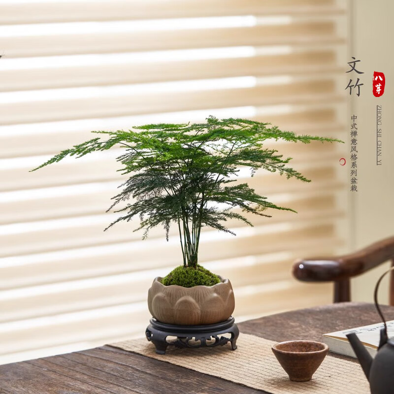 八芽文竹盆栽植物室内客厅中式禅意盆景好养绿植办公室摆件创意花卉 莲花盆文竹（带密胺托） 带盆栽好