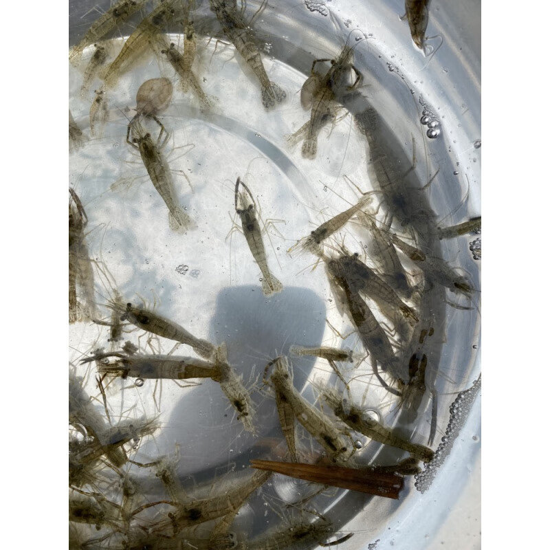 青虾苗 河虾 草虾罗氏沼虾南美白对虾淡水活体养殖专用渔场直销 河虾2