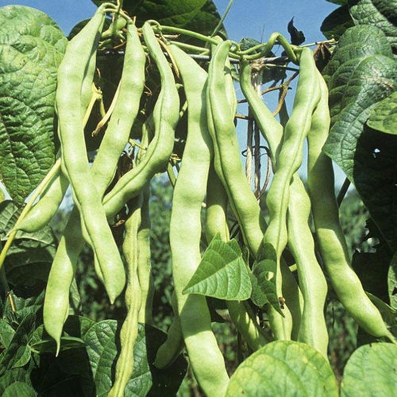 种子菜籽蔬菜种子阳台种菜盆栽梅豆高出芽率 老来少架豆王种子原装