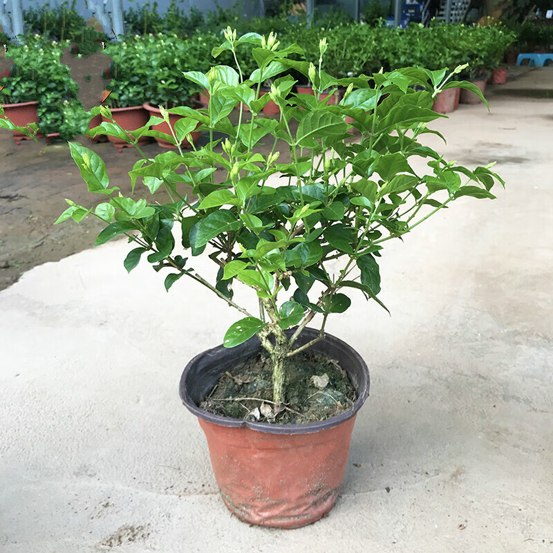 单瓣笔尖茉莉花单瓣茉莉独杆茉莉香茉莉盆栽原土发货 矮桩独干 不含盆