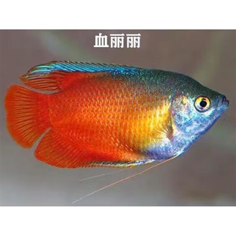 墨一五彩丽丽鱼观赏鱼活体小型鱼血红丽丽热带鱼孔雀鱼淡水好 五彩