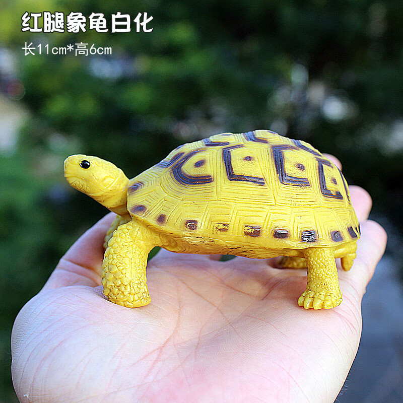 陆龟仿真动物模型野生动物摆件象龟辐射乌龟认知礼品 红腿陆龟白化